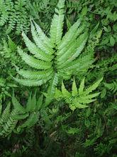 佛特山复叶耳蕨