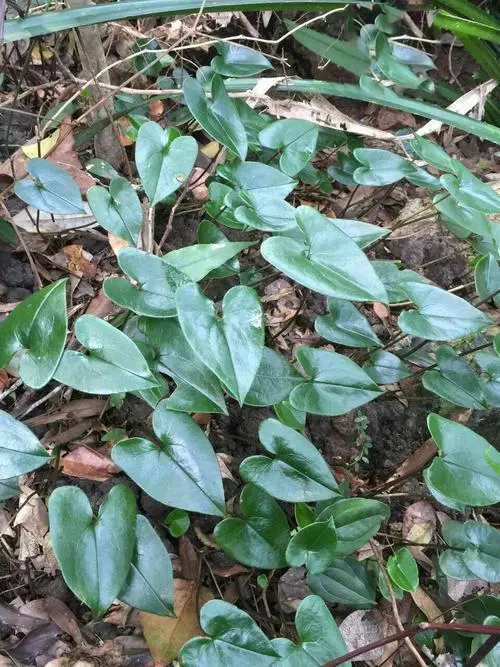 香港細(xì)辛