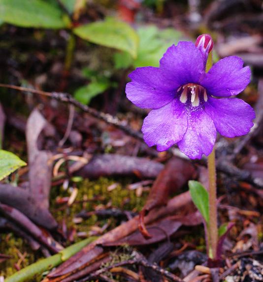 中甸獨(dú)花報(bào)春