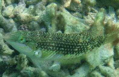 斑點(diǎn)海豬魚
