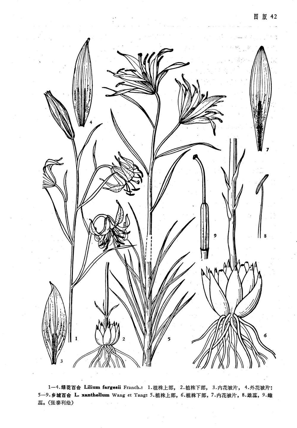 鄉(xiāng)城百合