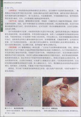 豬病診治彩色圖譜