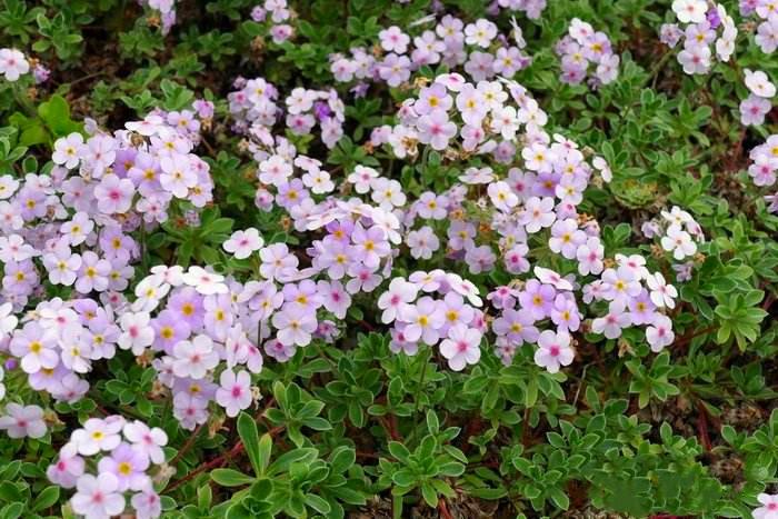 匍莖點(diǎn)地梅