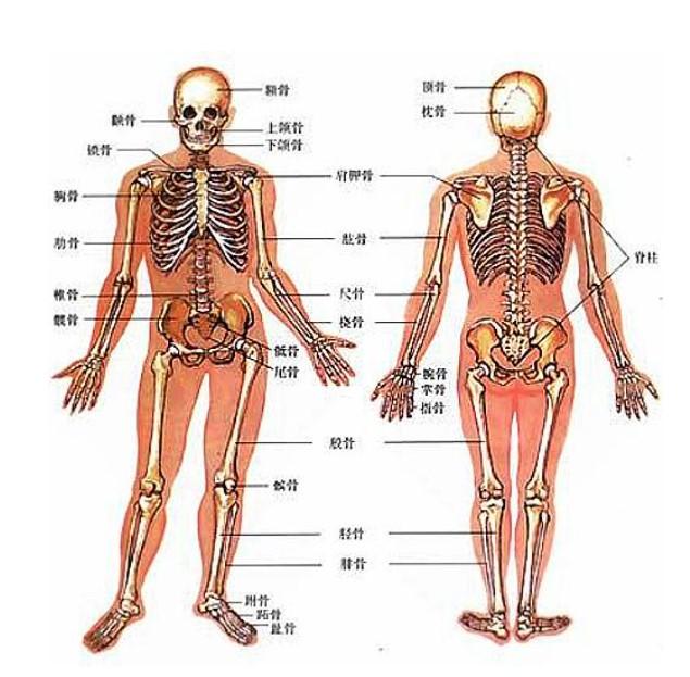人體的構(gòu)成