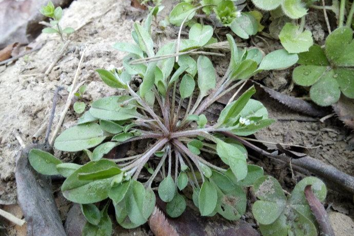 長(zhǎng)梗附地菜