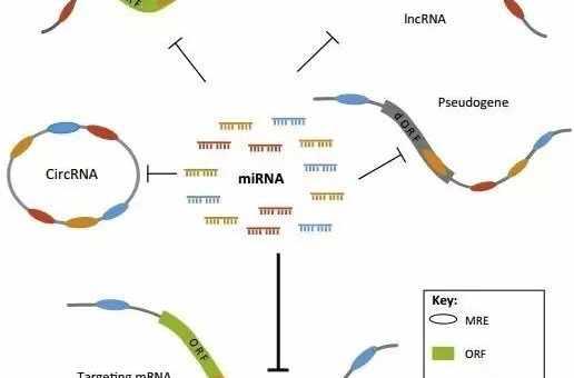 ceRNA