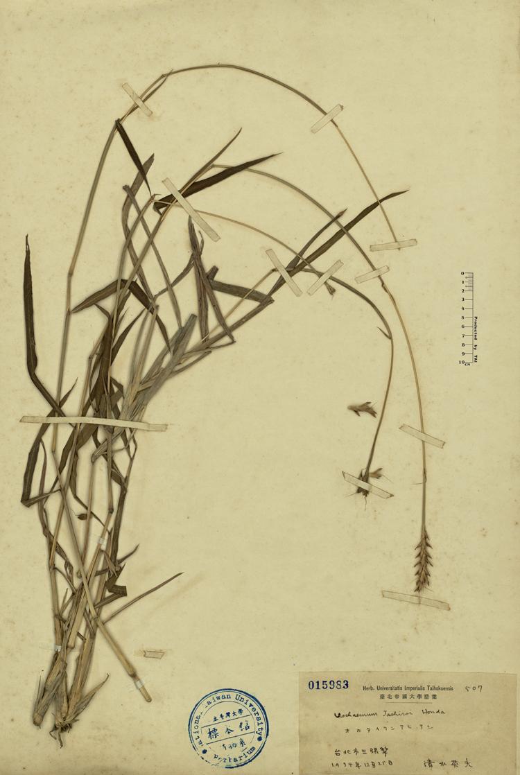 田间鸭嘴草