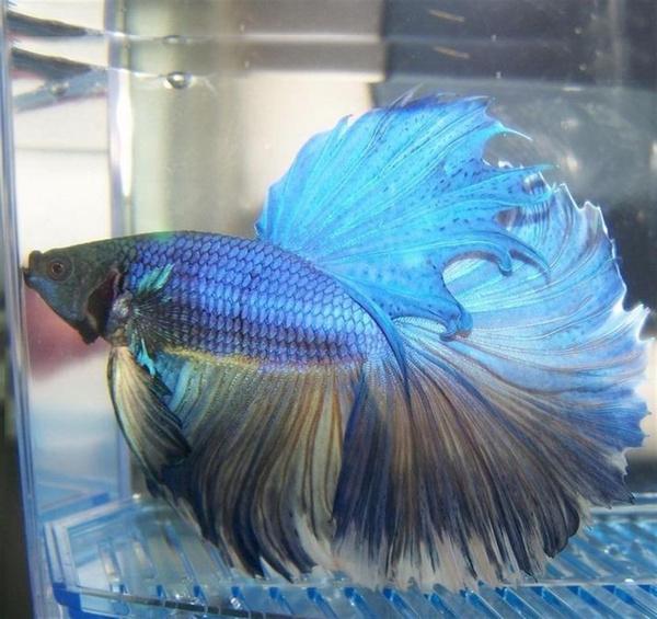 搏魚屬
