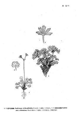 花葉點(diǎn)地梅