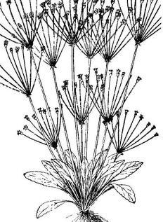 鉆葉點(diǎn)地梅