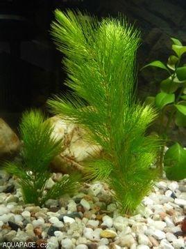 金魚藻