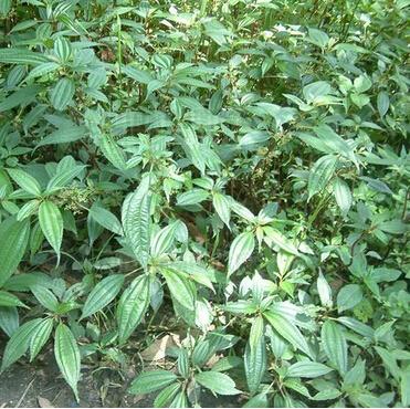 三翅水毛花