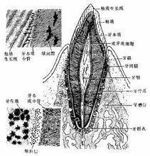 牙本质小管