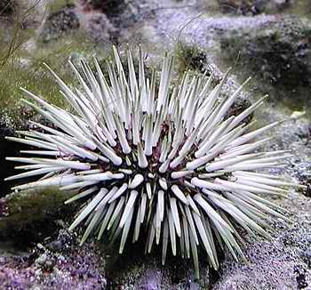 梅氏長(zhǎng)海膽