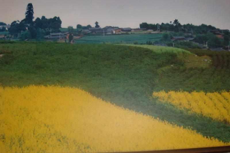 太安村