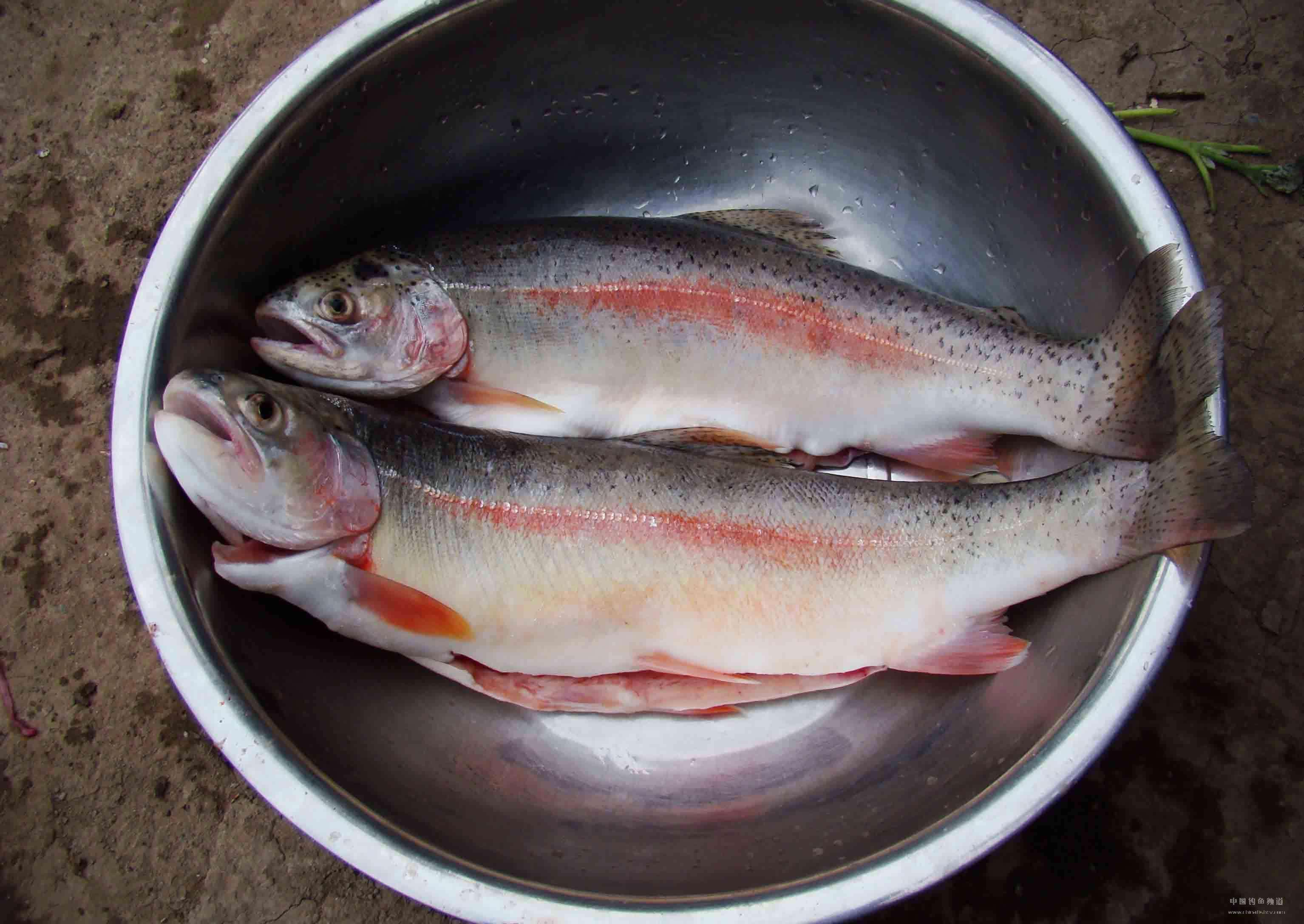 老龙湾鳟
