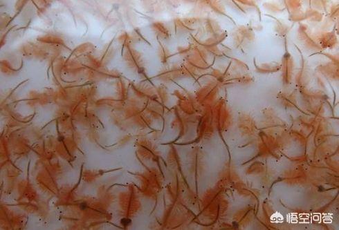 丰年虾卵可能会引起鱼死亡。丰年虾卵是带壳的，壳硬，观赏鱼消化不了
